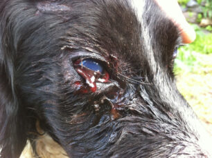 Νίσυρος: Βρήκαν τον σκύλο τους πυροβολημένο μέσα στο περιφραγμένο αγρόκτημα τους